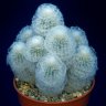 Fluffy Cacti