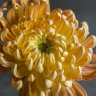 chrysanthemum enthusiast