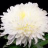 Peerless White Chrysanthemum